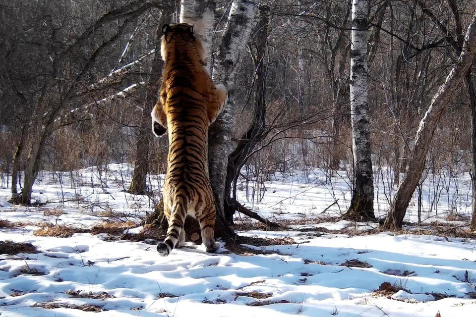 Молодой тигр у меточного дерева. Фото: Сихотэ-Алинский заповедник