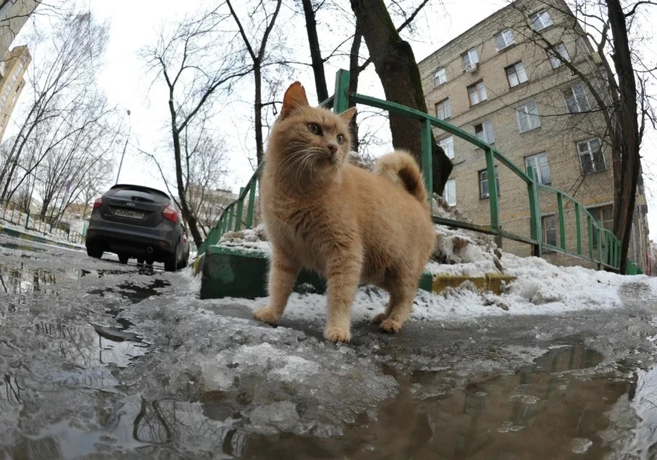 А зима будет теплой...