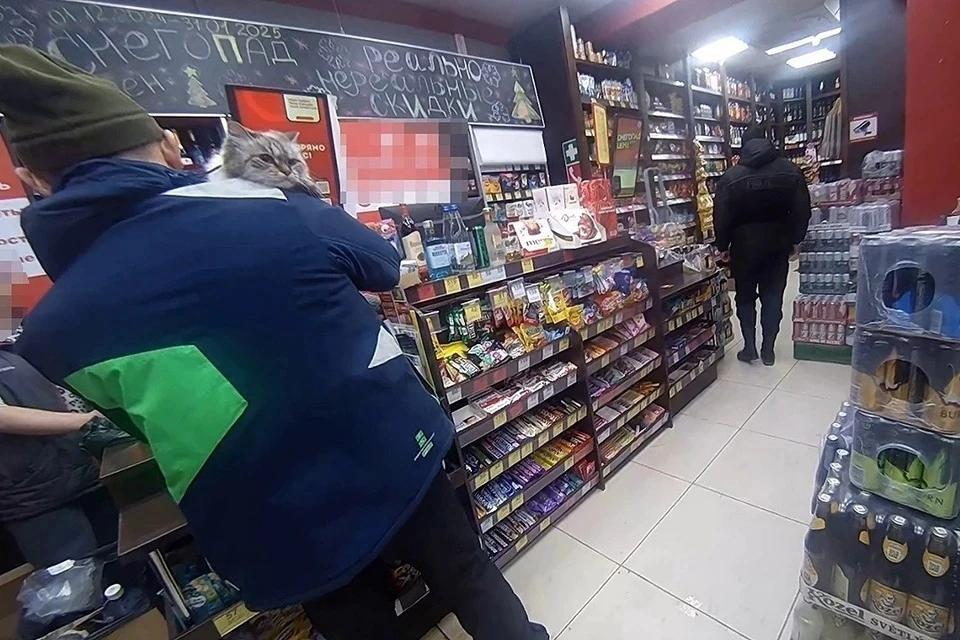 Кот-хулиган устроил погром в алкомаркете: хвостатый разбил бутылок на несколько тысяч рублей Фото: АБ «Гвардия»