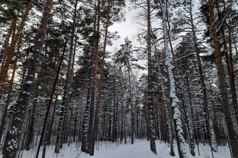 Погода на Ямале с 17 по 23 февраля