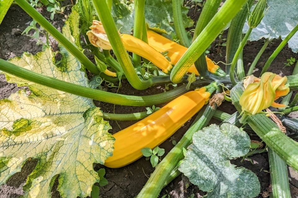 Фото: архив "КП"