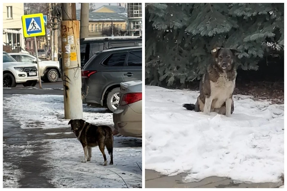 Двух агрессивных собак отловили в Рязани.
