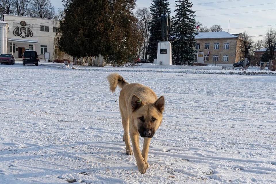 Бродячие собаки напали на женщину в Хабаровске
