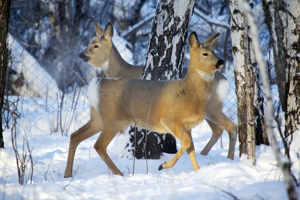 В Новосибирске насмерть сбили косулю.