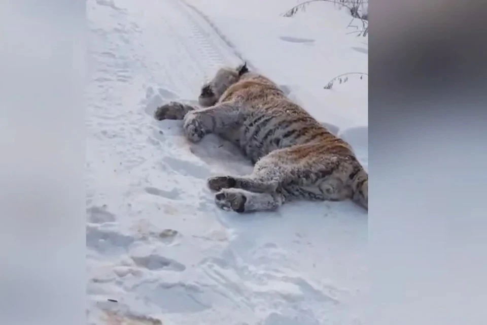 Мертвого тигра нашли недалеко от села Минеральное. Фото: скриншот видео urist_pomosh.