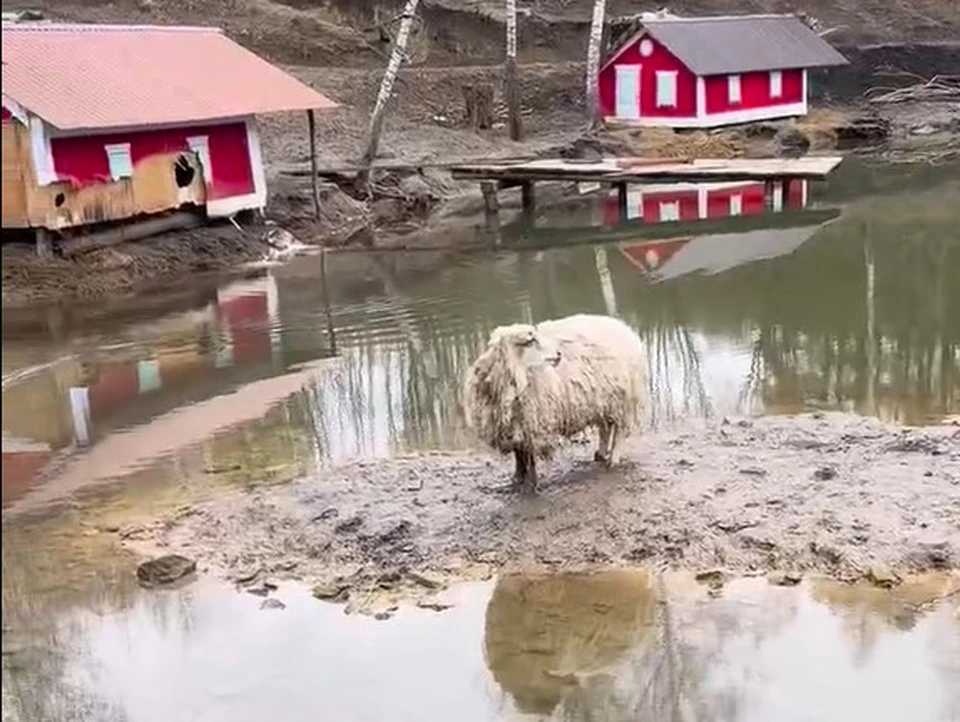 Дикие собаки напали на нутриевую ферму в Богородицке Тульской области. Фото: "Тула Жесть".