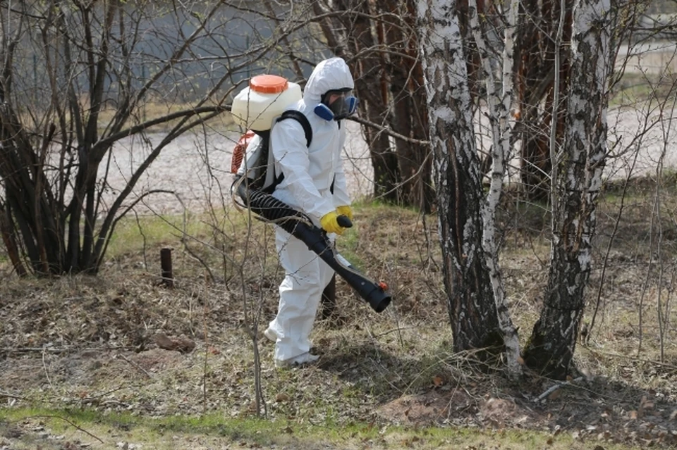 126 человек пострадали от укусов клещей в Нижегородской области.