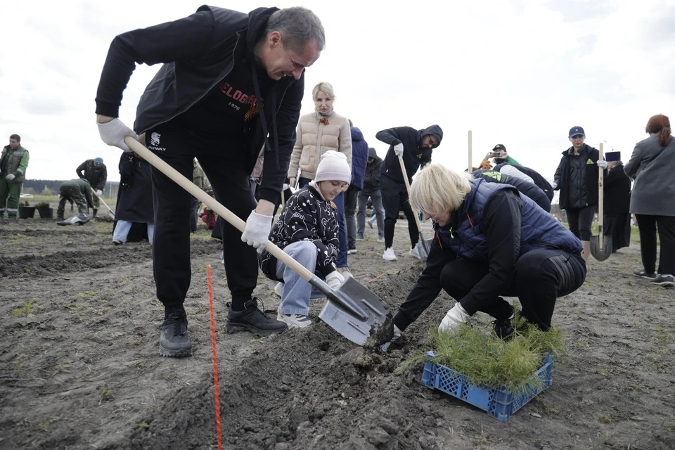 Под Белгородом рядом с аквапарком высадили 80 тысяч саженцев крымской сосны