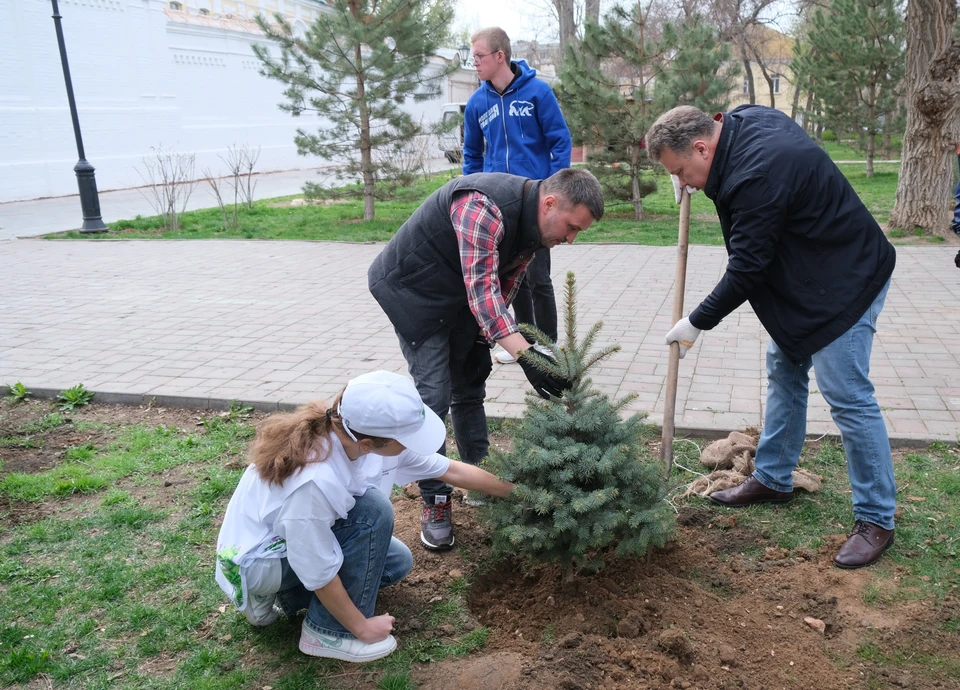 В Морском саду теперь красуются 12 елей