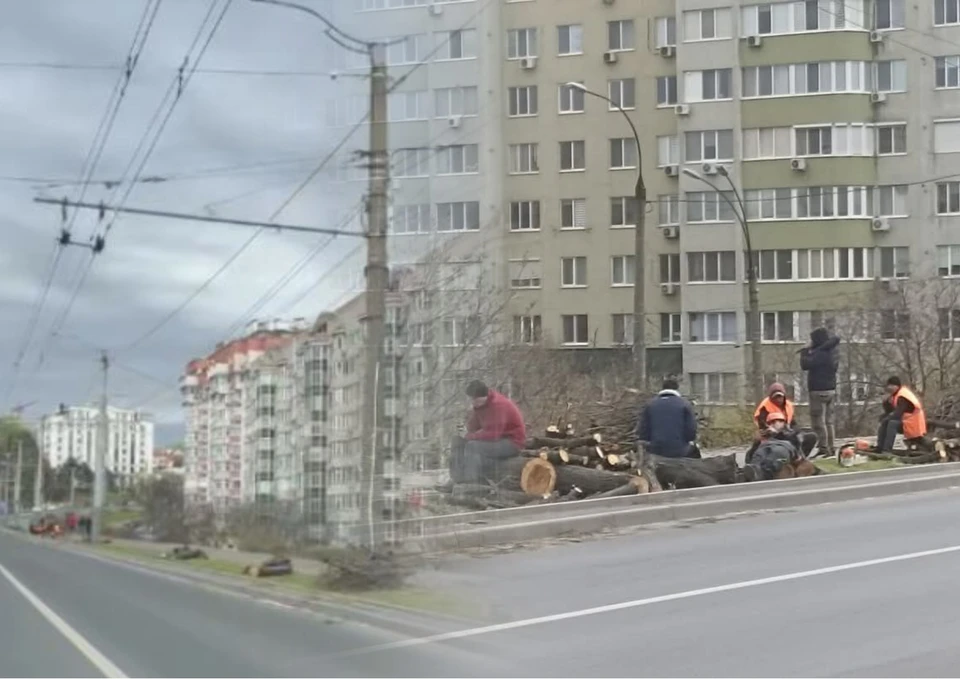 Целая улица вырубленных деревьев. Фото: коллаж КП