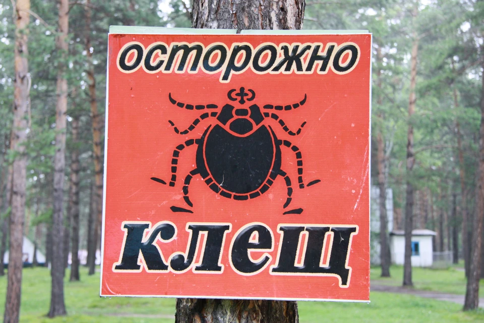 Сезон активности начался у клещей раньше, чем год назад