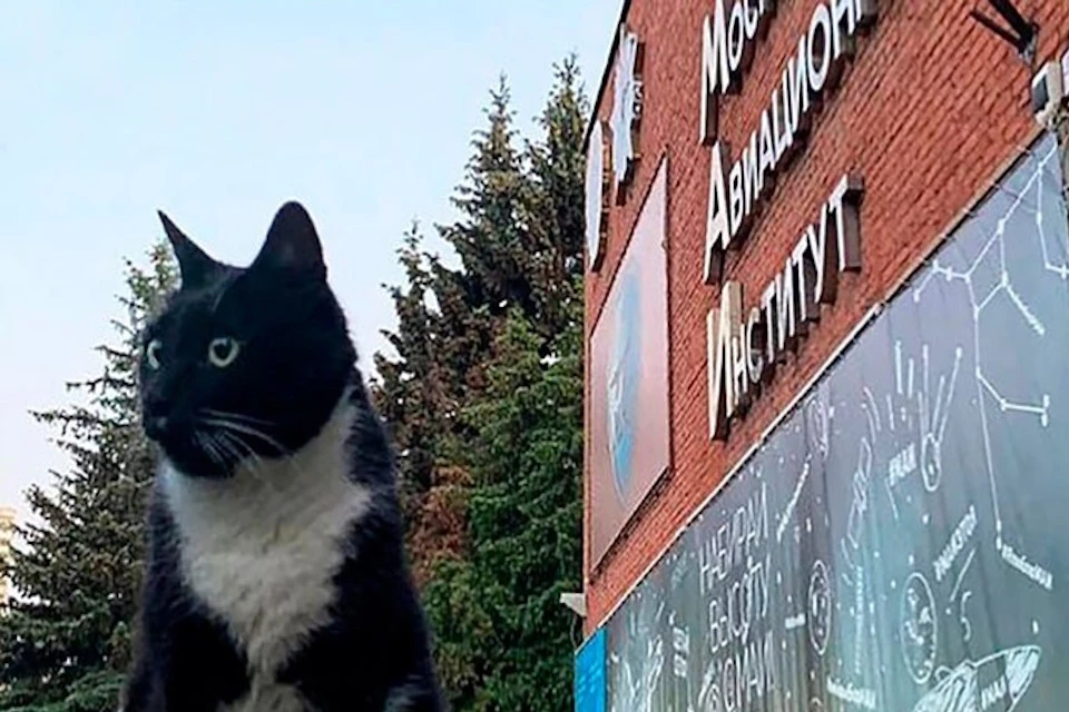 В МАИ появится памятник легендарной кошке Мусе, прожившей в вузе больше 20 лет Фото: социальные сети Московского авиационного института