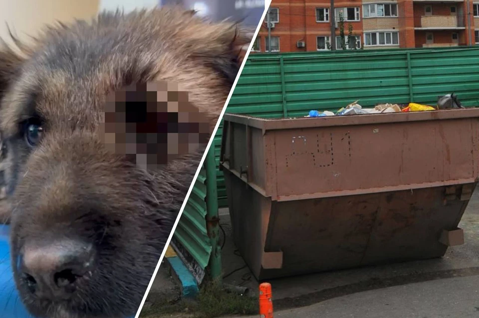 Сейчас щенок находится на лечении в московской клинике. Фото: предоставлено Валерией Некрасовой/Евгения ГУСЕВА