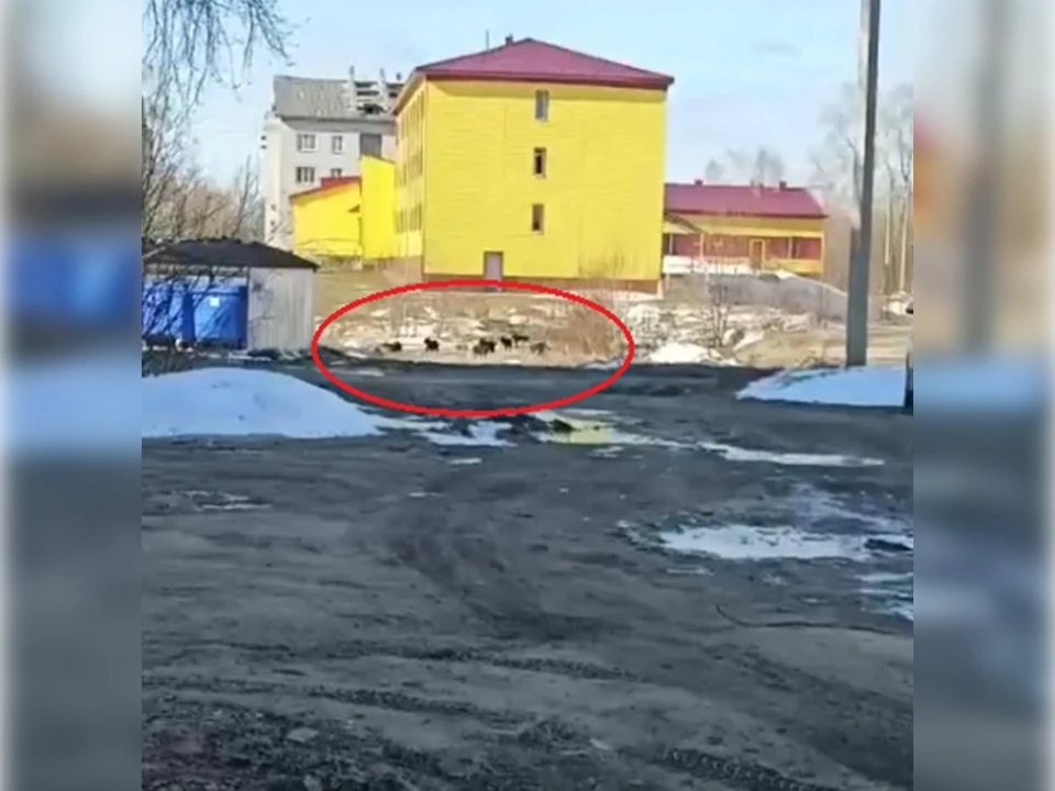 В городе Коми свора собак держит в страхе жителей. Фото: соцсети.