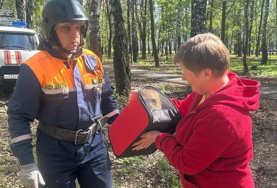 Ульяновские спасатели в парке Юности сняли с дерева кошку | ФОТО: телеграм-канал Управления гражданской защиты Ульяновска