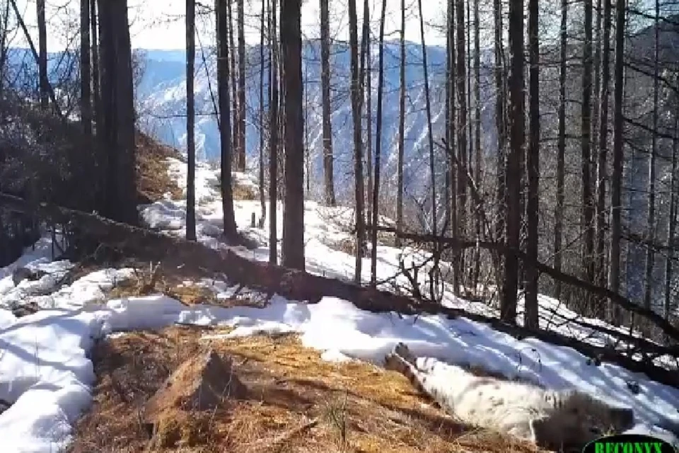 Дикий кот устроил "потягушки" прямо перед камерой. Фото: пресс-служба Объединённой дирекции заповедника «Саяно-Шушенский» и национального парка «Шушенский бор»