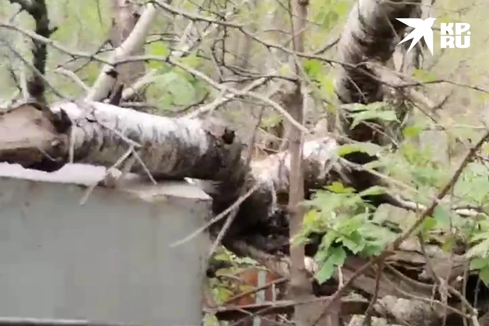 Жительница Новосибирска пожаловалась на свалки на Гусинобродском кладбище. Фото: предоставлено героиней публикации