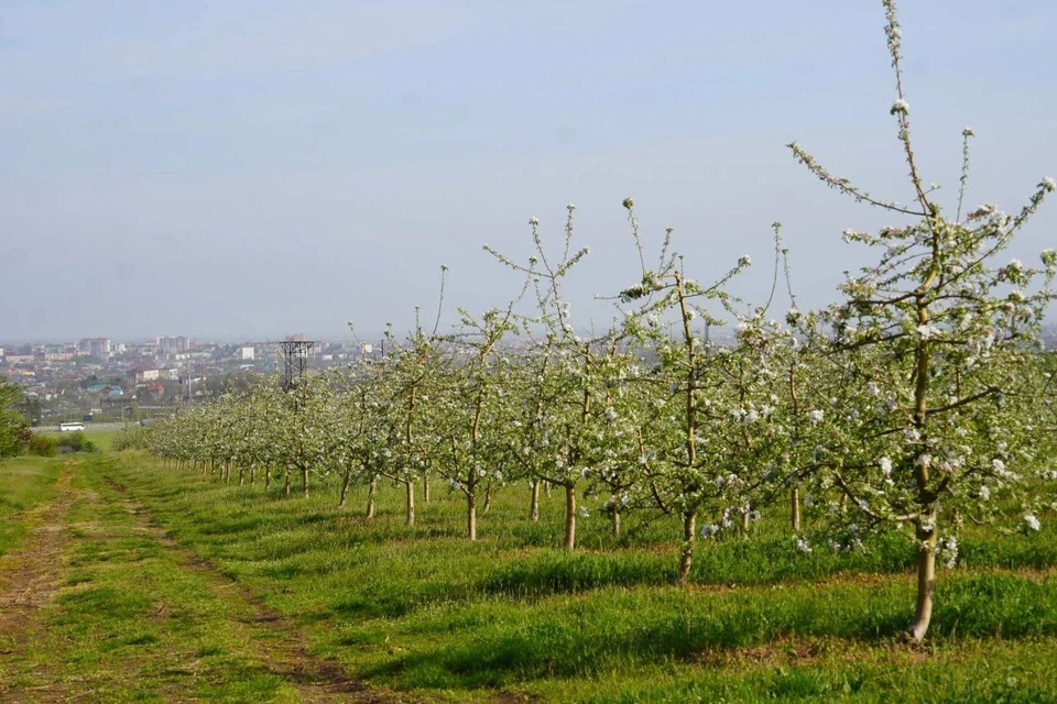 Фото: admkrai.krasnodar.ru
