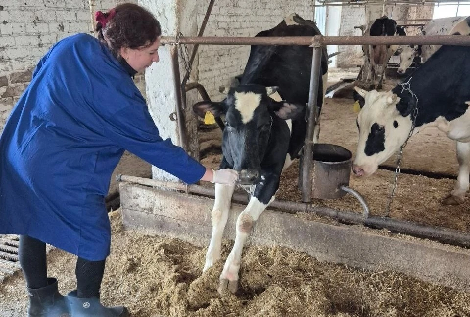 Ульяновские ветеринары проверят КРС на вирусы группы А. ФОТО: Симбирский референтный центр ветеринарии