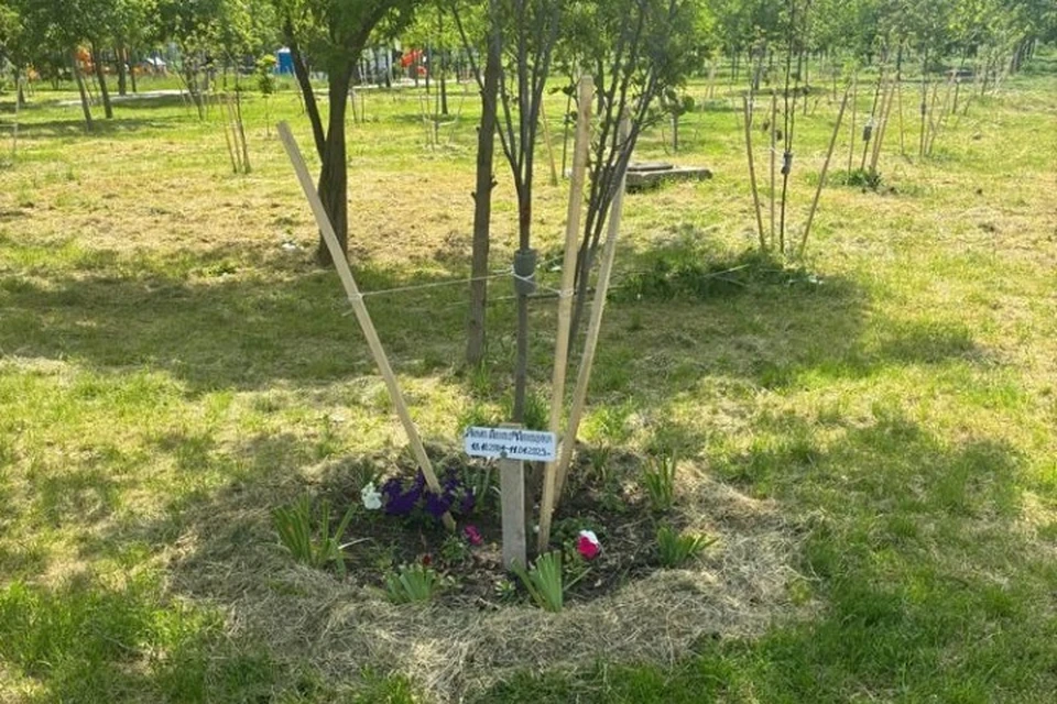 Дерево является клоном 100-летнего тополя, растущего в центре Волгограда. Фото: Минприроды СК