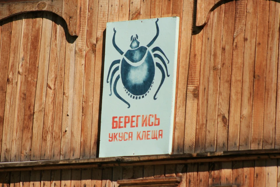 Общественные территории обрабатывают от клещей