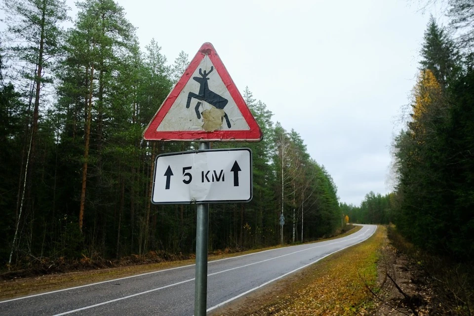 Лоси все чаще заходят в Петербург.
