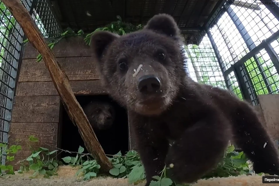Какие хорошенькие девочки! Скрин видео.