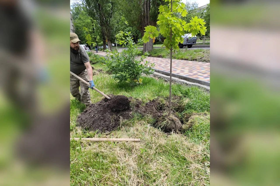 На проспекте Кулакова в Ставрополе высадили около 80 деревьев. Фото: администрация Ставрополя
