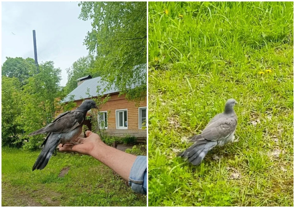 В приюте вяхирь подрос, отъелся, нарастил крылья и научился летать. Фото: нацпарк "Самарская Лука"