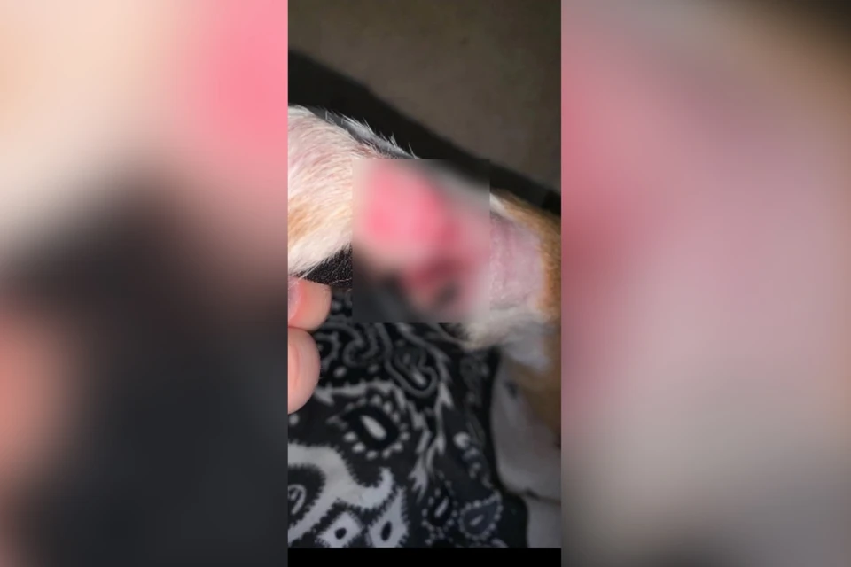 Ветврачу пришлось использовать несколько методов лечения. Фото: vk.com/verniy_drug_kirov