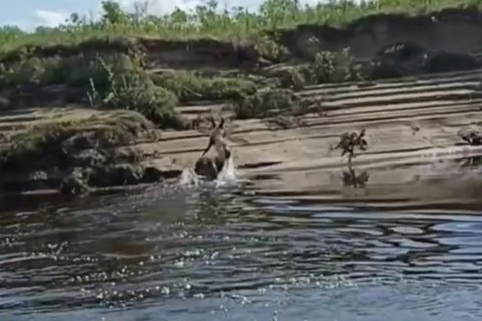 Скрин видео.