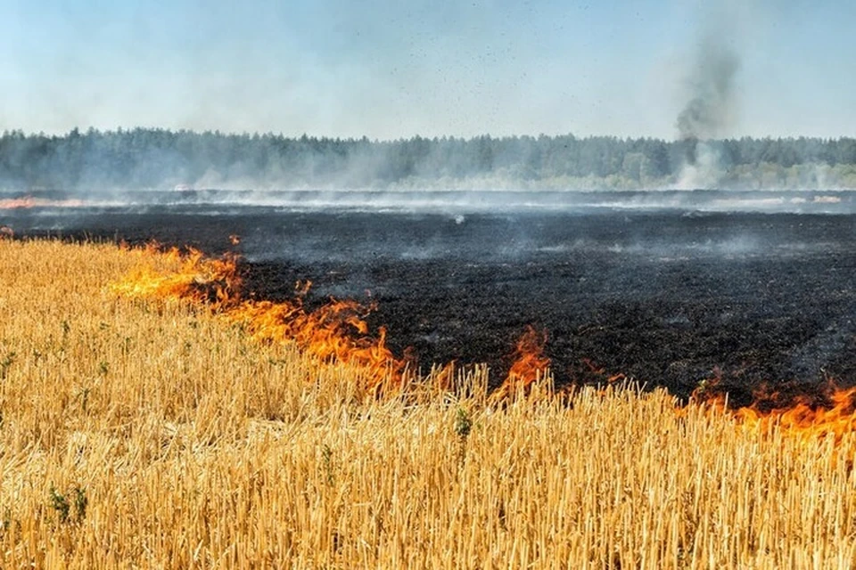 12 га травы выгорело в полях вокруг Таврийска. Фото: администрация городского округа Новая Каховка