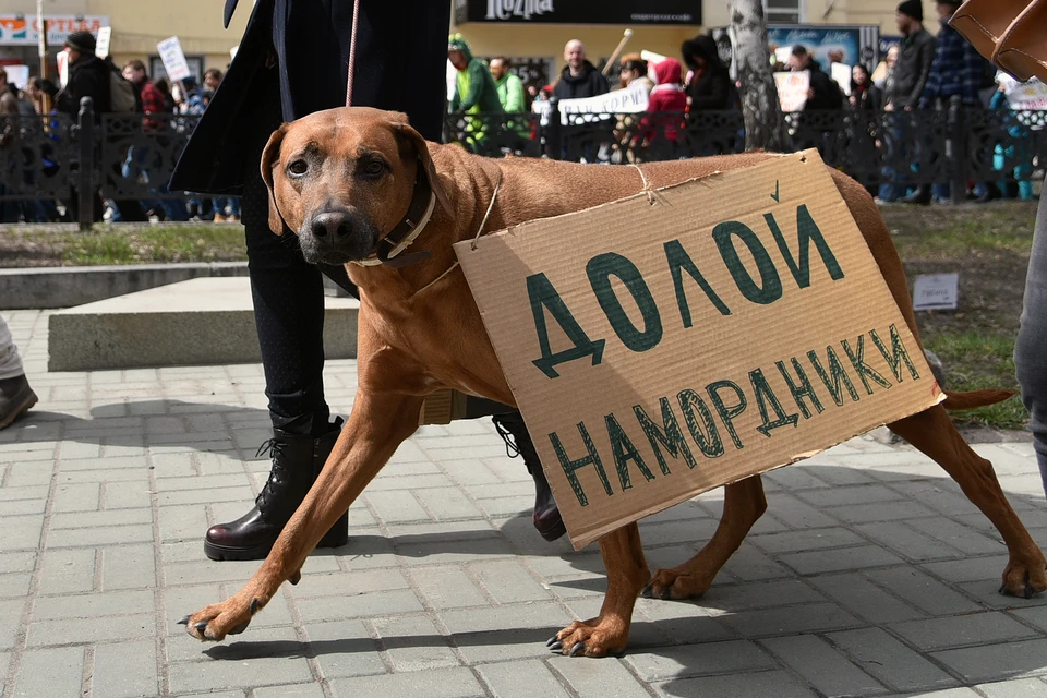 Крупные породы собак нельзя выгуливать с открытой мордой. Фото: Владислав Комяков/архив КП
