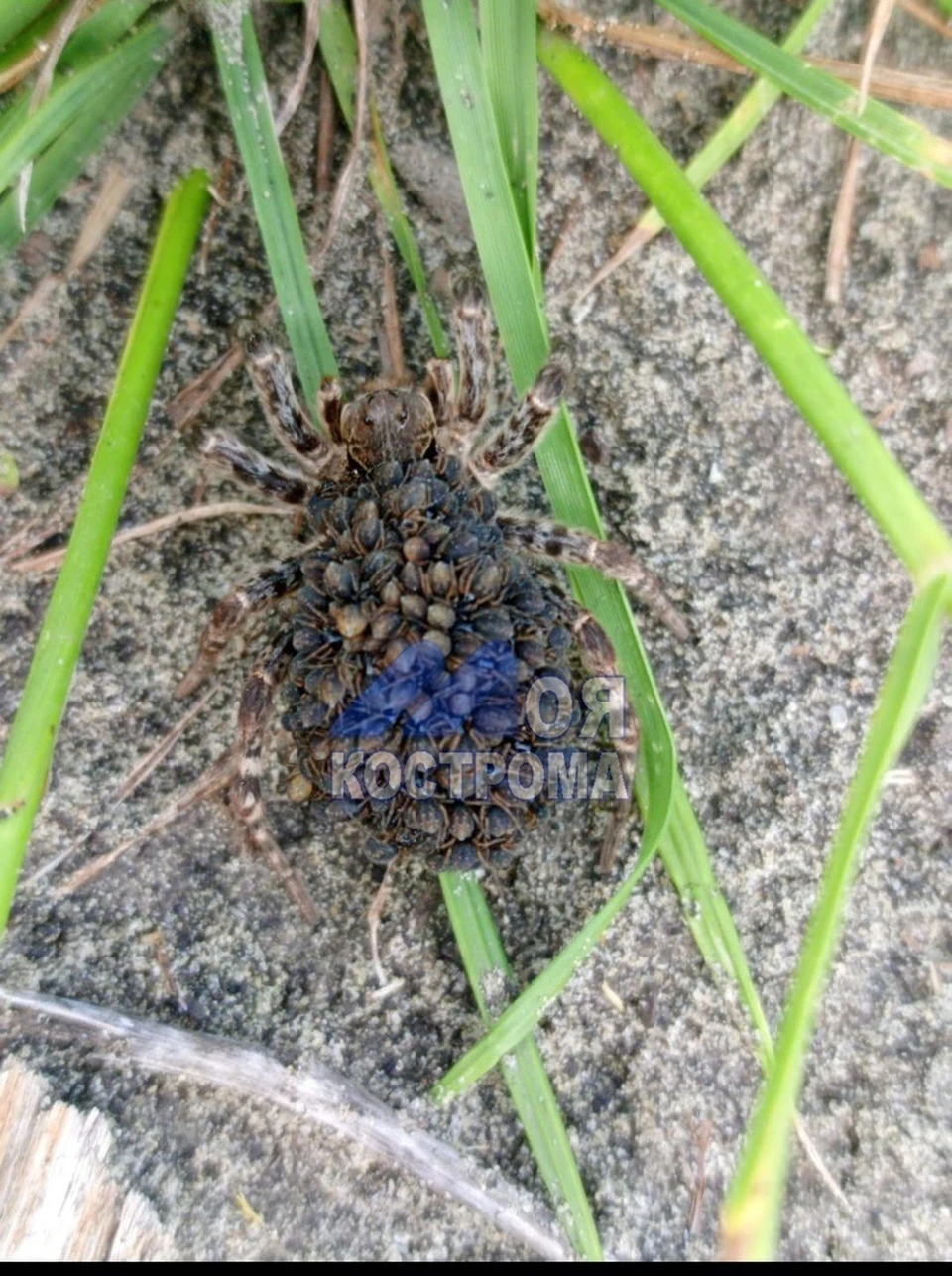 Фото из паблика vk.com/moya_kostroma