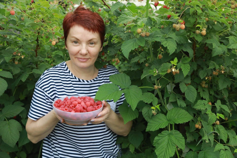 Сбор малины.