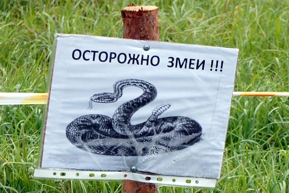 Врачи НИИ Склифосовского спасли российскую туристку после укуса змеи на Бали