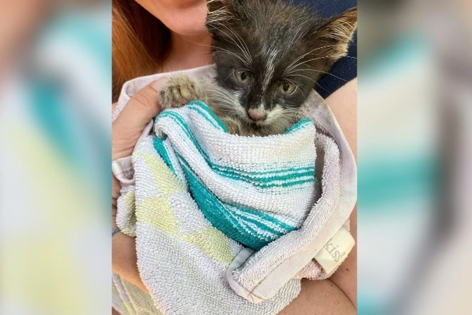 Котенка Чебурашку спасли и передали в добрые руки. Фото: Янина Павленко/Tg
