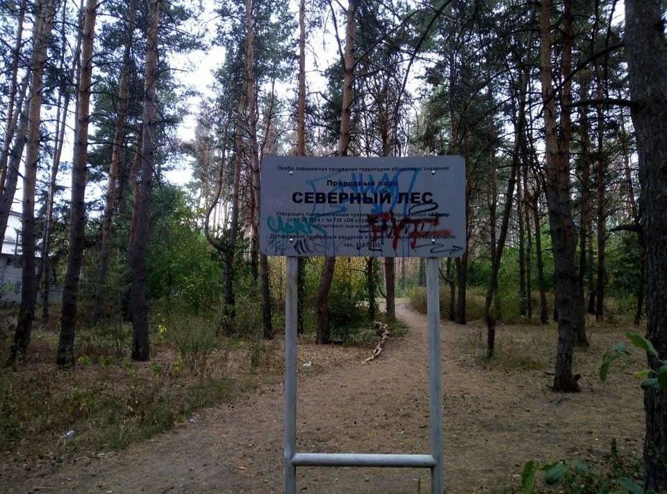 Северный лес по-тихому уничтожают, и то, что аварию канализации, вредящую ему, не торопятся ликвидировать, уже не удивляет.