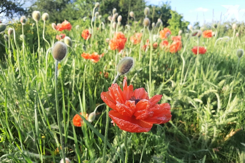 Огромную плантацию мака нашли и уничтожили на Гродненщине. Фото: архив «КП».