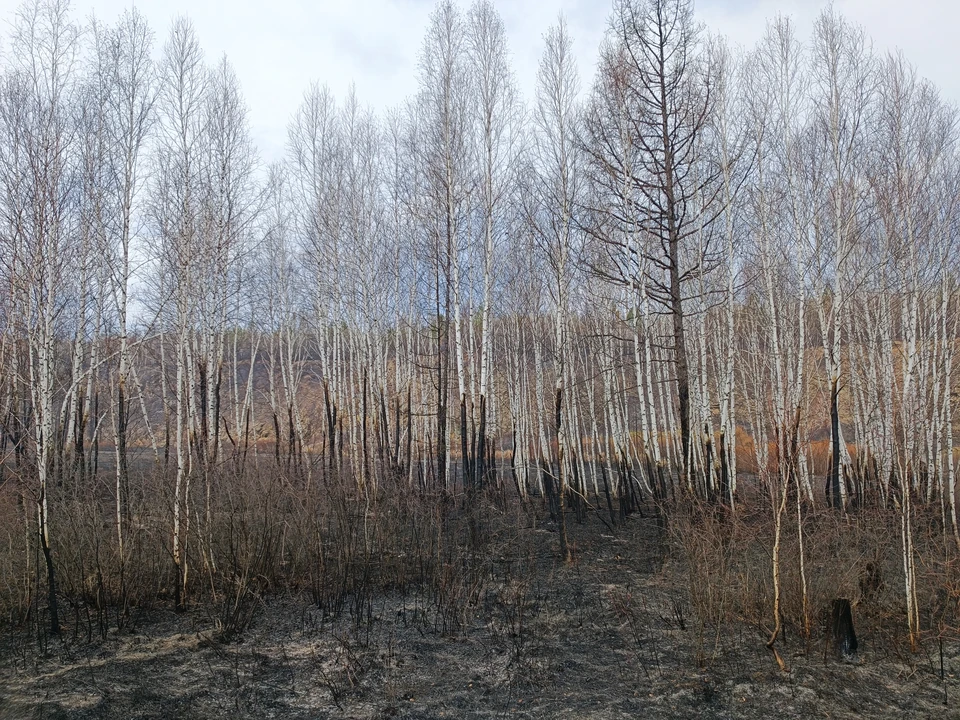 Чрезвычайная пожароопасность ожидается в Нижегородской области с 17 июня .