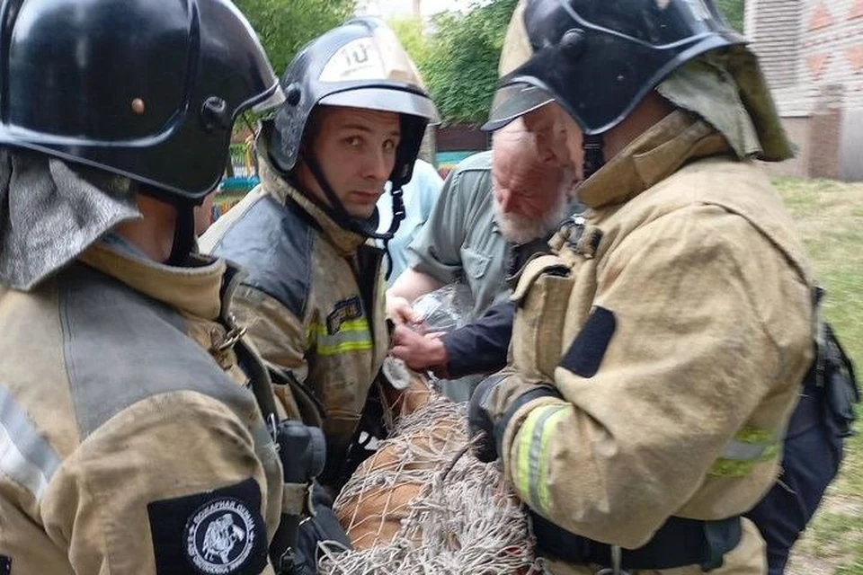 В Ангарске на территории детского сада гуляла косуля. Фото: служба по охране и использованию объектов животного мира Иркутской области