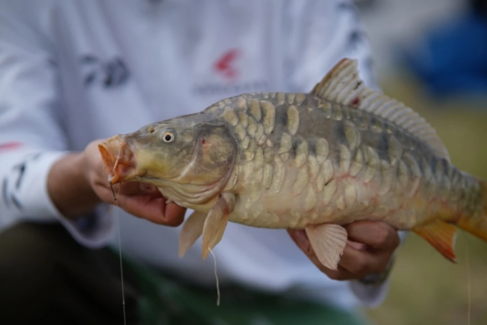 Рыба в водоемах Новосибирской области прошла проверки на паразитов и тяжелые металлы.