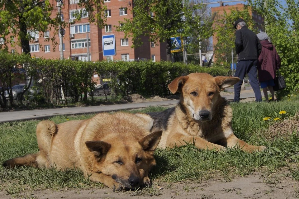 27 тысяч за нападение собак на ребенка выплатит их владелец в Тульской области