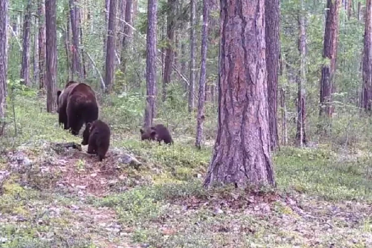 Самое «мимишное» видео: медвежья семья «попалась» в фотоловушку красноярского заповедника