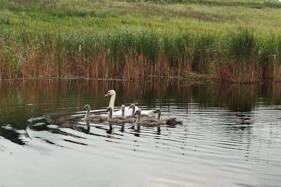 Лебединое семейство стало настоящим украшением водоема. Фото: тгк «Родное Оренбуржье»