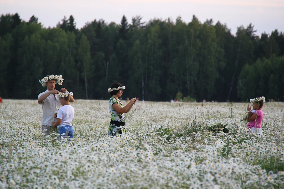 Ромашки – символ Дня семьи, любви и верности.