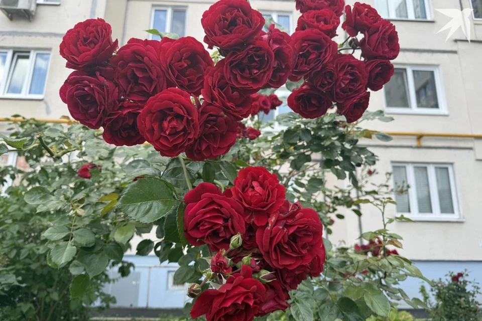 Узнали приметы и запреты на 10 июля, когда отмечают Самсонов день. Снимок носит иллюстративный характер. Фото: архив «КП»