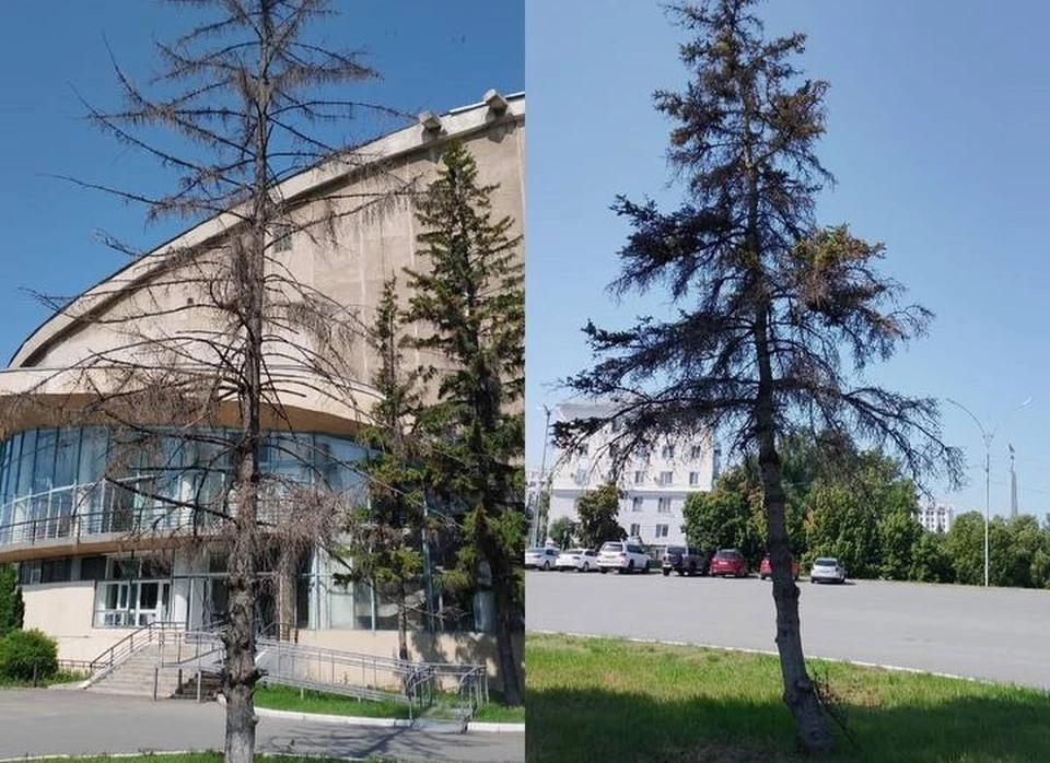 Вместо спиленных деревьев осенью посадят новые. Фото: https://t.me/leninskiy63