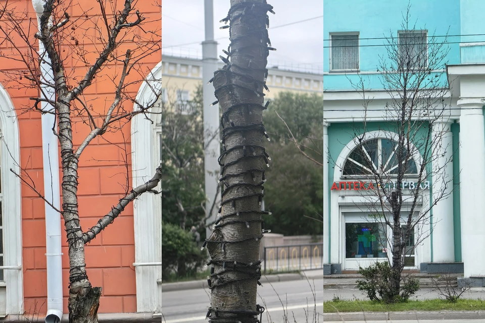 Некоторые деревья погибли еще в прошлом году, сейчас проблема усугубляется. Фото: Погода в Мурманске / t.me/pogoda51