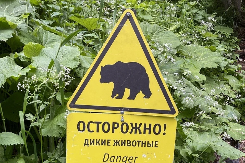 На экотропе «Каменный венец» в Магаданской области заметили медведя